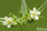 Common Gromwell (Lithospermum officinale)