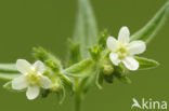 Glad parelzaad (Lithospermum officinale)