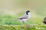 Marsh Tit (Parus palustris)