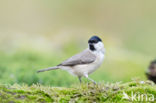 Glanskop (Parus palustris)