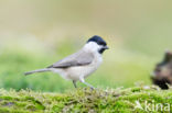 Glanskop (Parus palustris)