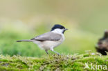 Glanskop (Parus palustris)