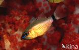 Ring-tailed cardinalfish (Apogon aureus)