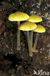 Pluteus leoninus