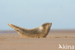 Grey Seal (Halichoerus grypus)