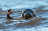 Grey Seal (Halichoerus grypus)