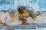 Grey Seal (Halichoerus grypus)