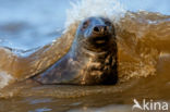 Grijze zeehond