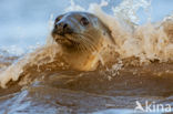 Grey Seal (Halichoerus grypus)