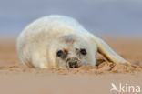 Grey Seal (Halichoerus grypus)