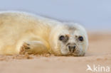 Grey Seal (Halichoerus grypus)