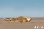 Grey Seal (Halichoerus grypus)