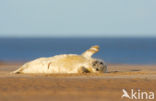 Grey Seal (Halichoerus grypus)