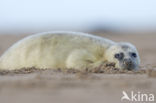 Grey Seal (Halichoerus grypus)