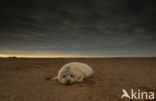 Grey Seal (Halichoerus grypus)