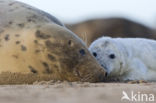 Grey Seal (Halichoerus grypus)