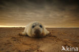 Grey Seal (Halichoerus grypus)