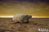 Grey Seal (Halichoerus grypus)