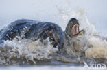 Grey Seal (Halichoerus grypus)