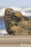 Grey Seal (Halichoerus grypus)