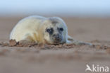 Grey Seal (Halichoerus grypus)