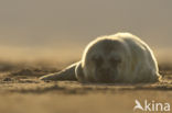 Grijze zeehond