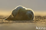 Grijze zeehond