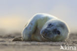 Grey Seal (Halichoerus grypus)