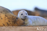 Grey Seal (Halichoerus grypus)