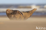 Grey Seal (Halichoerus grypus)