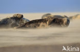 Grey Seal (Halichoerus grypus)