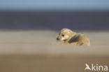 Grey Seal (Halichoerus grypus)