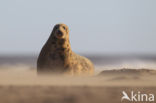 Grey Seal (Halichoerus grypus)