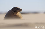 Grey Seal (Halichoerus grypus)