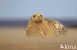 Grey Seal (Halichoerus grypus)