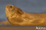 Grijze zeehond