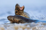 Grijze zeehond