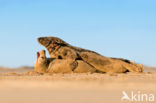 Grey Seal (Halichoerus grypus)