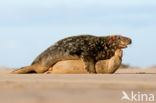 Grey Seal (Halichoerus grypus)