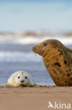 Grey Seal (Halichoerus grypus)