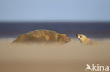 Grey Seal (Halichoerus grypus)