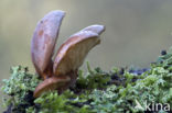 Groene schelpzwam (Panellus serotinus)