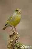 Groenling (Carduelis chloris)