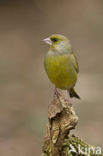 European Greenfinch (Carduelis chloris)