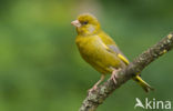 Groenling (Carduelis chloris)