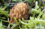 Groenwordende koraalzwam (Ramaria abietina) 