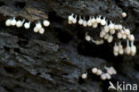 Groot langdraadwatje (Hemitrichia calyculata)