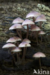 Grote bloedsteelmycena (Mycena haematopus)