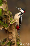 Grote Bonte Specht (Dendrocopos major)