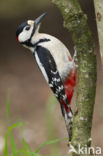 Grote Bonte Specht (Dendrocopos major)